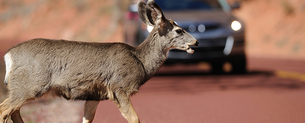deer and car collisions